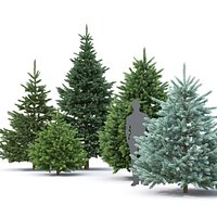 Picea pungens 07