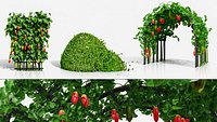 Ivy Gourd Plant Collection