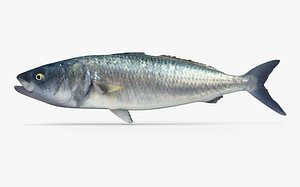 Australian Salmon Kahawai 3D model
