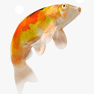 Japanese Carp Fish Rigged L1710 3D model