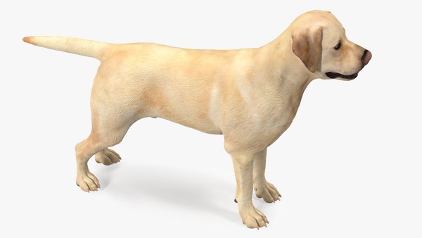 3D Labrador Dog White Rigged for Maya - TurboSquid 1859757