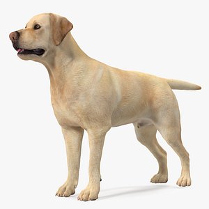 3D Labrador Dog White Rigged for Maya