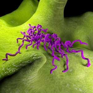 spirillum bacteria 3D model