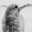 3D Daphnia Rigged