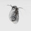 3D Daphnia Rigged