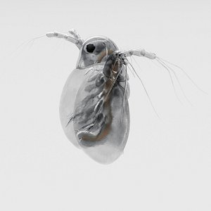 Daphnia Rigged