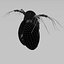 3D Daphnia Rigged