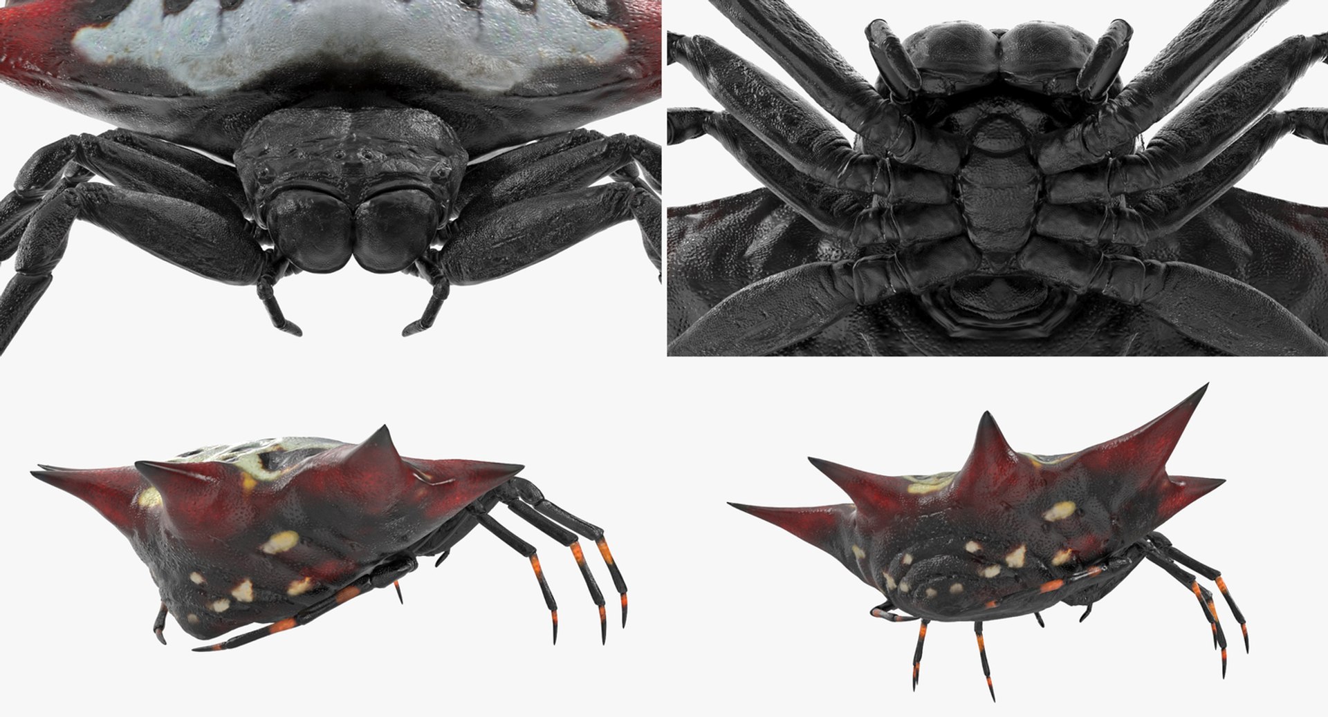 3D model creeping insects 5 https://p.turbosquid.com/ts-thumb/l1/6e4fkW/392xN5aP/creepinginsectscollection5vray3dmodel061/jpg/1604666035/1920x1080/fit_q87/78712d14368374fa3e9843529e1e6dd6822d3e39/creepinginsectscollection5vray3dmodel061.jpg