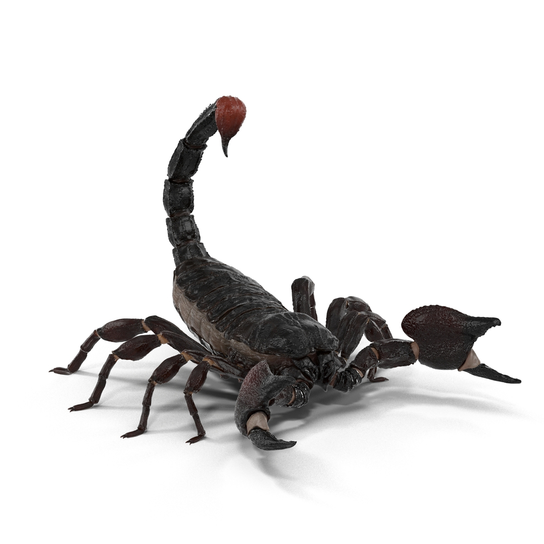 3D model creeping insects 5 https://p.turbosquid.com/ts-thumb/l1/6e4fkW/4meUx26a/black_scorpion_pose_2_360/jpg/1604665509/1920x1080/turn_fit_q99/f46c0db781addcc7babac599b0624a8a3b91742c/black_scorpion_pose_2_360-1.jpg