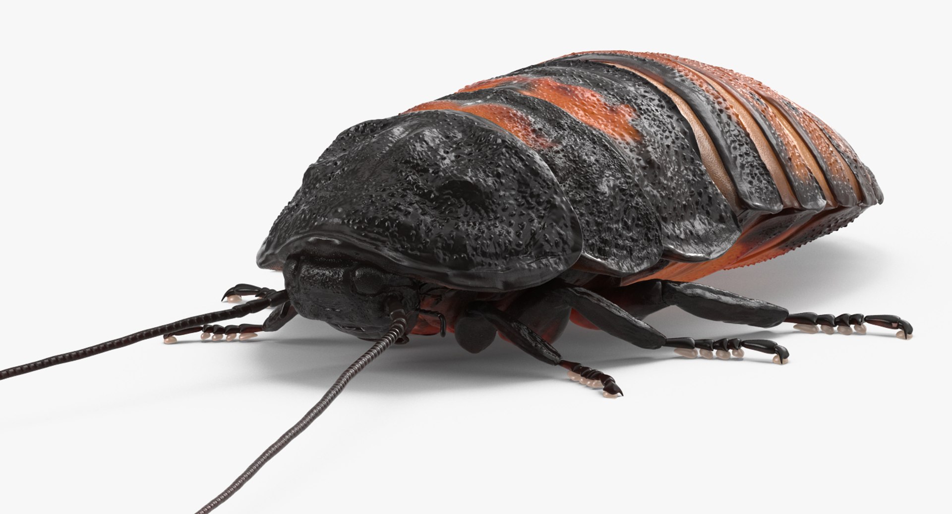 3D model creeping insects 5 https://p.turbosquid.com/ts-thumb/l1/6e4fkW/8YiGQsUH/creepinginsectscollection5vray3dmodel011/jpg/1604666034/1920x1080/fit_q87/82fc8d63e7d647b014dd54a2827b74ba842f09a0/creepinginsectscollection5vray3dmodel011.jpg