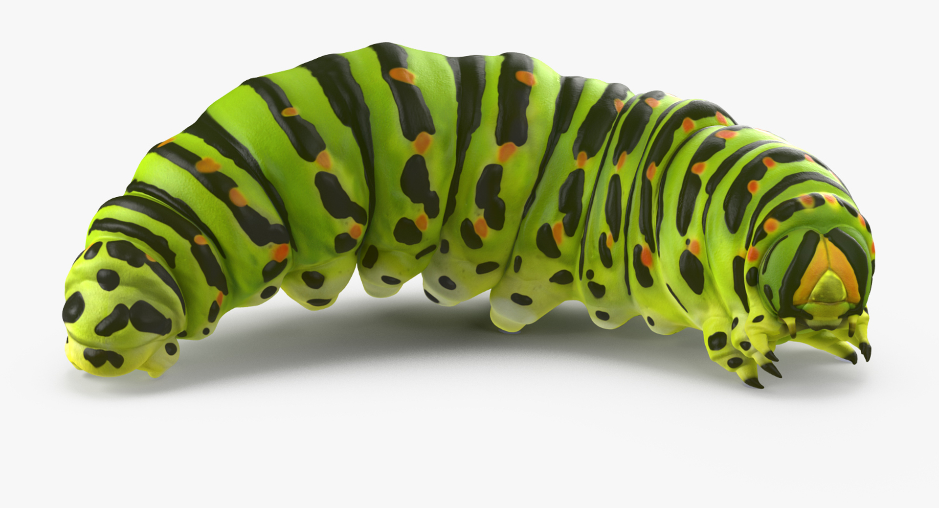 3D model creeping insects 5 https://p.turbosquid.com/ts-thumb/l1/6e4fkW/FfwVYDfT/caterpillar_pose_4_360/jpg/1604665171/1920x1080/turn_fit_q99/a2c96cfc528c98ee408263a8bb964b28917a8cad/caterpillar_pose_4_360-1.jpg