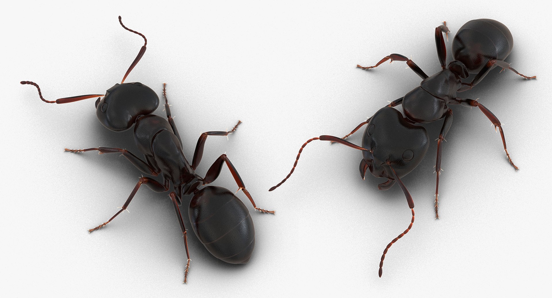 3D model creeping insects 5 https://p.turbosquid.com/ts-thumb/l1/6e4fkW/hhiCTZOp/creepinginsectscollection5vray3dmodel024/jpg/1604666034/1920x1080/fit_q87/c3f7247e54970ea48fe311d5c552b5159e3b79ad/creepinginsectscollection5vray3dmodel024.jpg