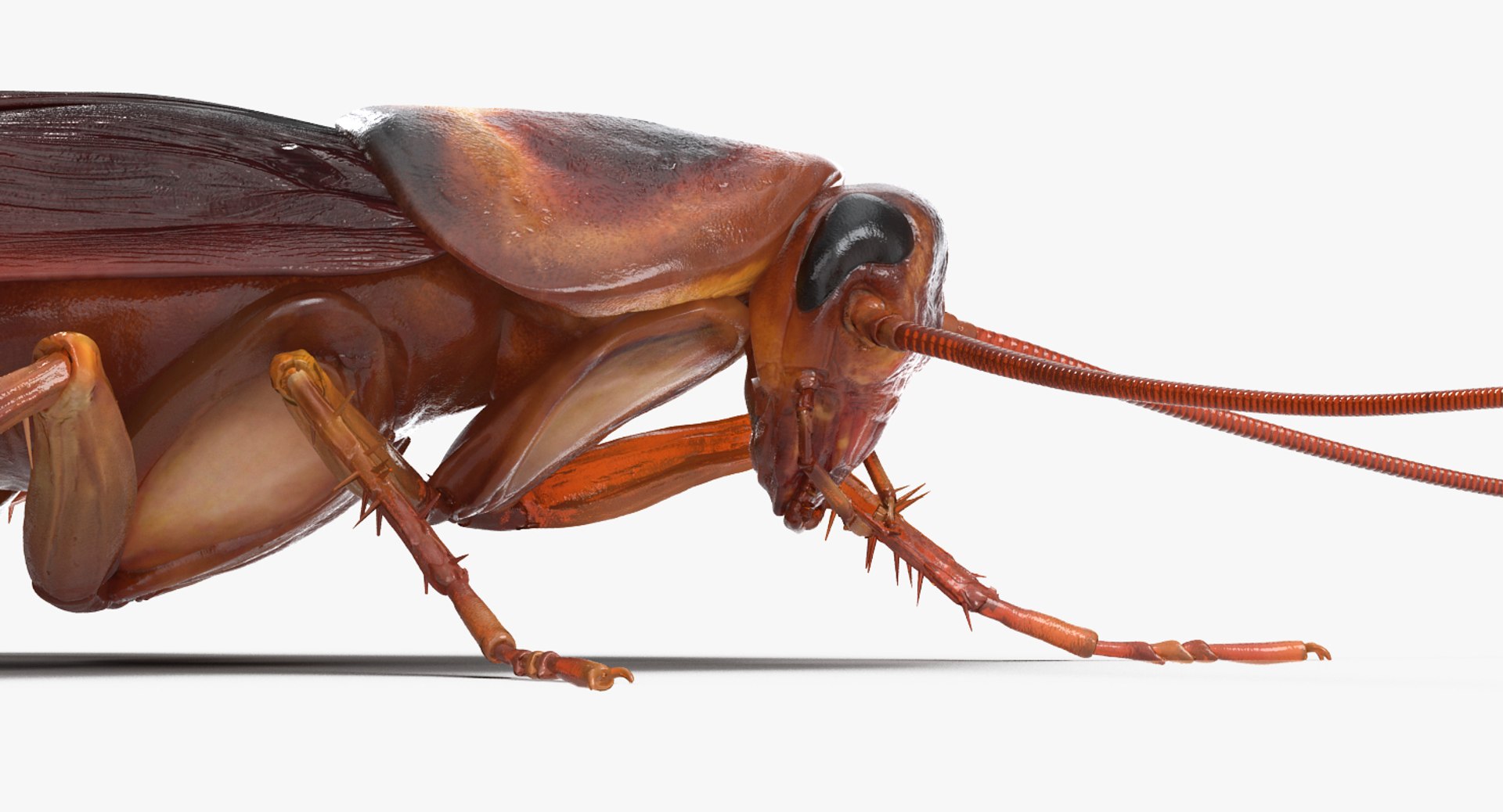 3D model creeping insects 5 https://p.turbosquid.com/ts-thumb/l1/6e4fkW/q0aGr8Xz/creepinginsectscollection5vray3dmodel046/jpg/1604666035/1920x1080/fit_q87/28e28f2f9f18942528aa23f58e297159a79f52da/creepinginsectscollection5vray3dmodel046.jpg