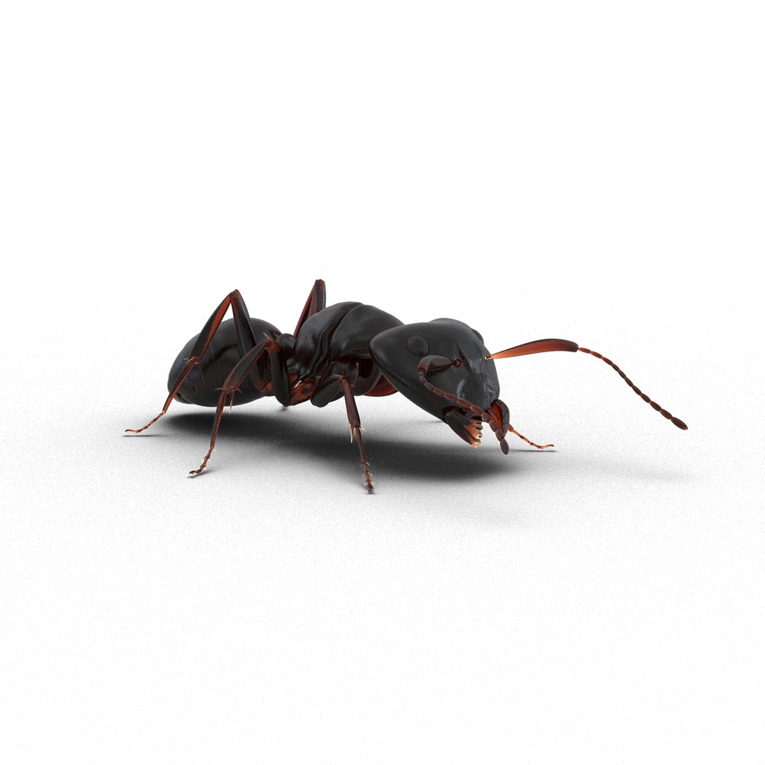 3D model creeping insects 5 https://p.turbosquid.com/ts-thumb/l1/6e4fkW/rbSK6i8i/black_ant_pose_3_vray_360/jpg/1604665660/1920x1080/turn_fit_q99/fd41ed7679faf00b715834a377f29e5a903aa2b8/black_ant_pose_3_vray_360-1.jpg
