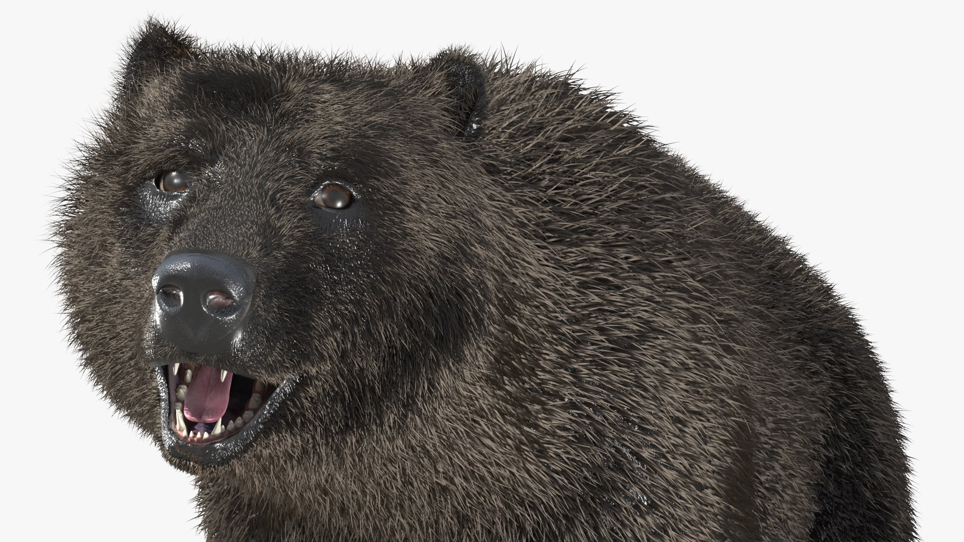 Realistic Bear Model with Dark Brown Groomed Fur 3D model preview