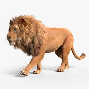 Lion with Fur Rig Animated