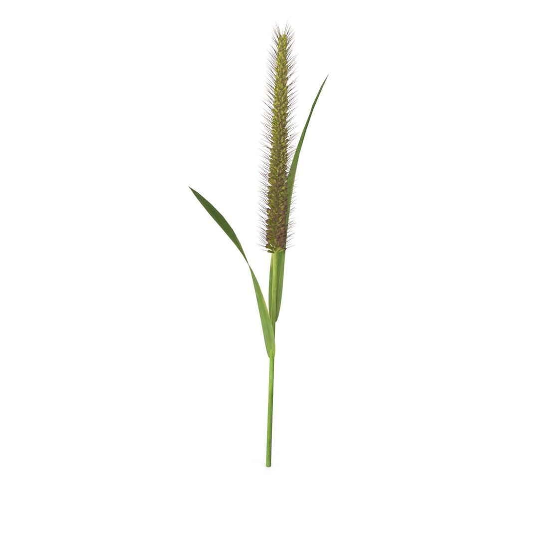 3D Model Grass Giant Foxtail Straight - TurboSquid 2205570