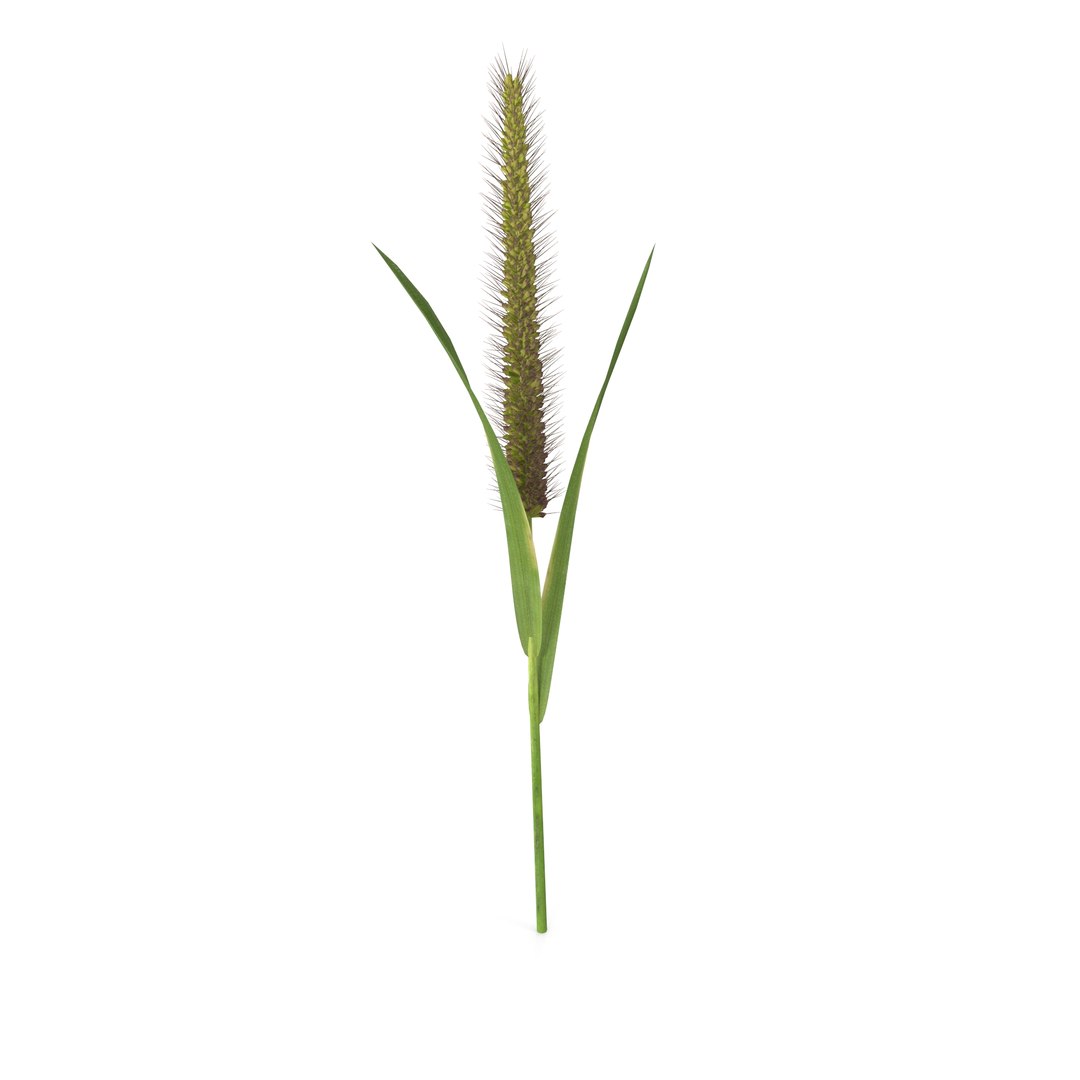 3D Model Grass Giant Foxtail Straight - TurboSquid 2205570