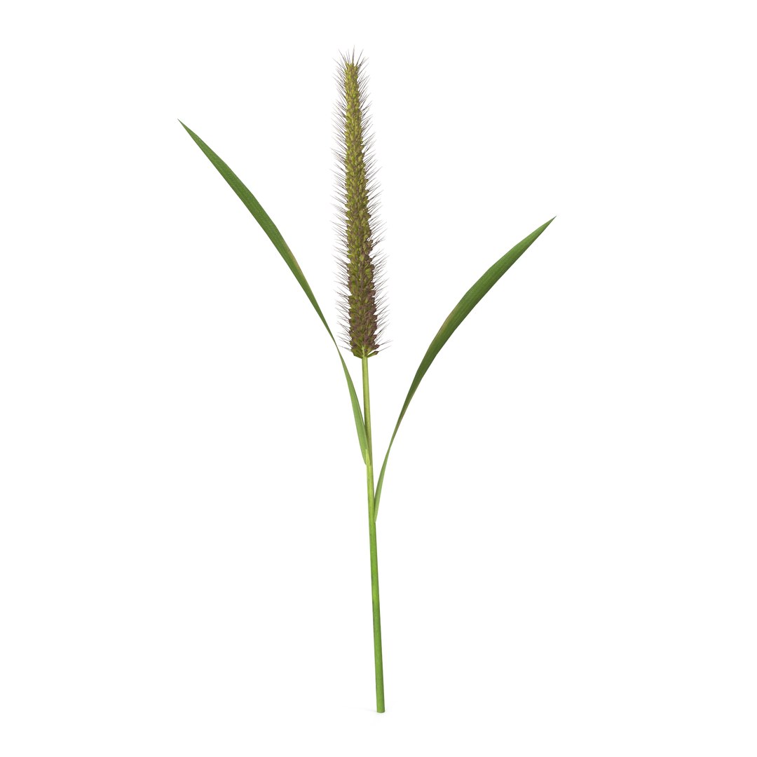 3D Model Grass Giant Foxtail Straight - TurboSquid 2205570