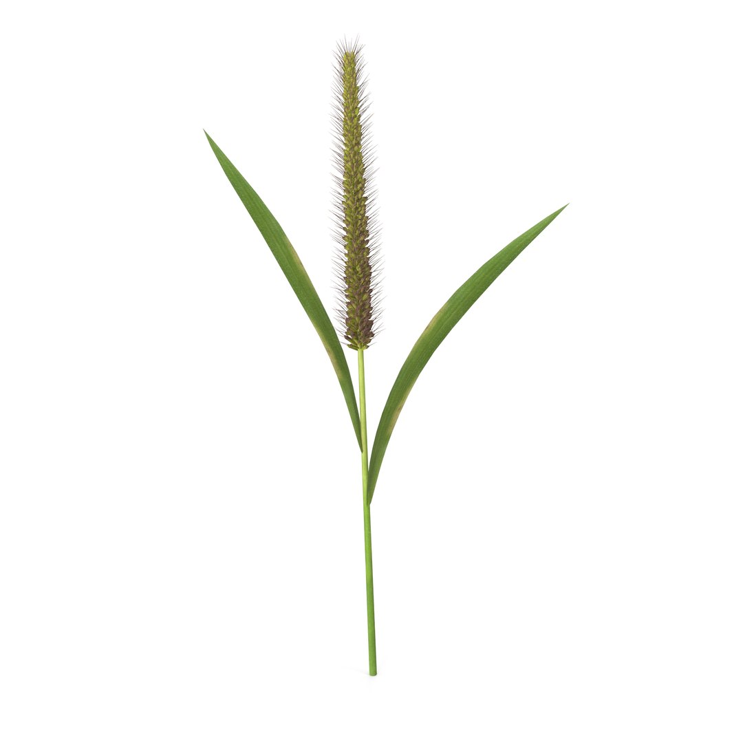 3D Model Grass Giant Foxtail Straight - TurboSquid 2205570