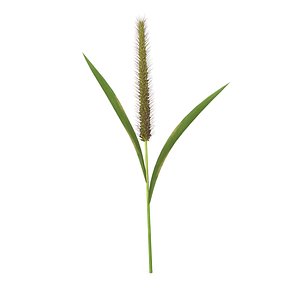 3D model Grass Giant Foxtail straight