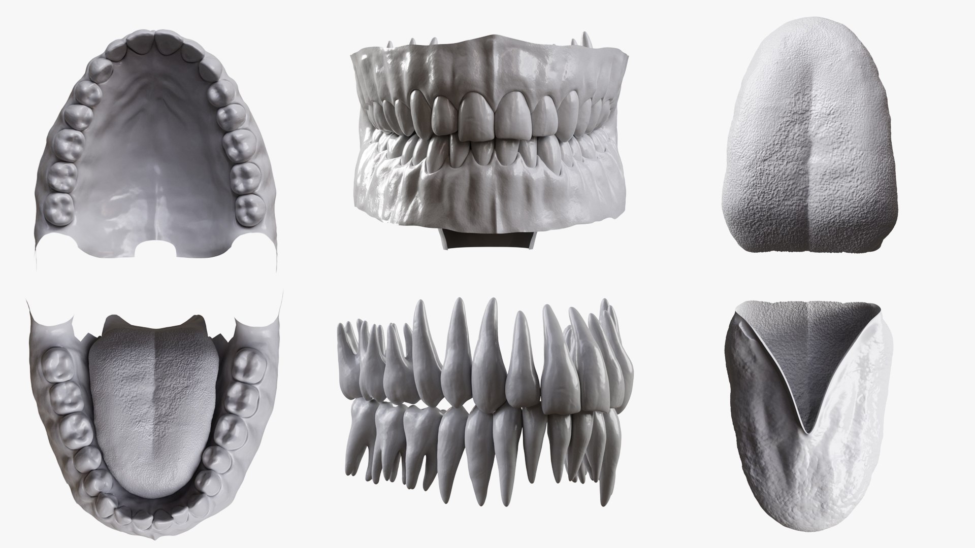 3D Model Realistic Mouth And Teeth Zbrush - TurboSquid 2410603