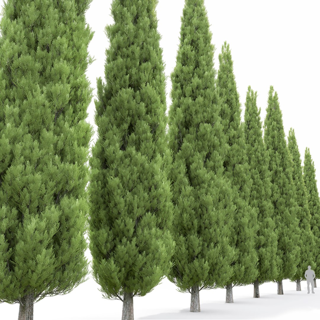 3D Model Cupressus 01 - TurboSquid 1786860