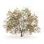 CGAxis Models Volume 28 Trees III