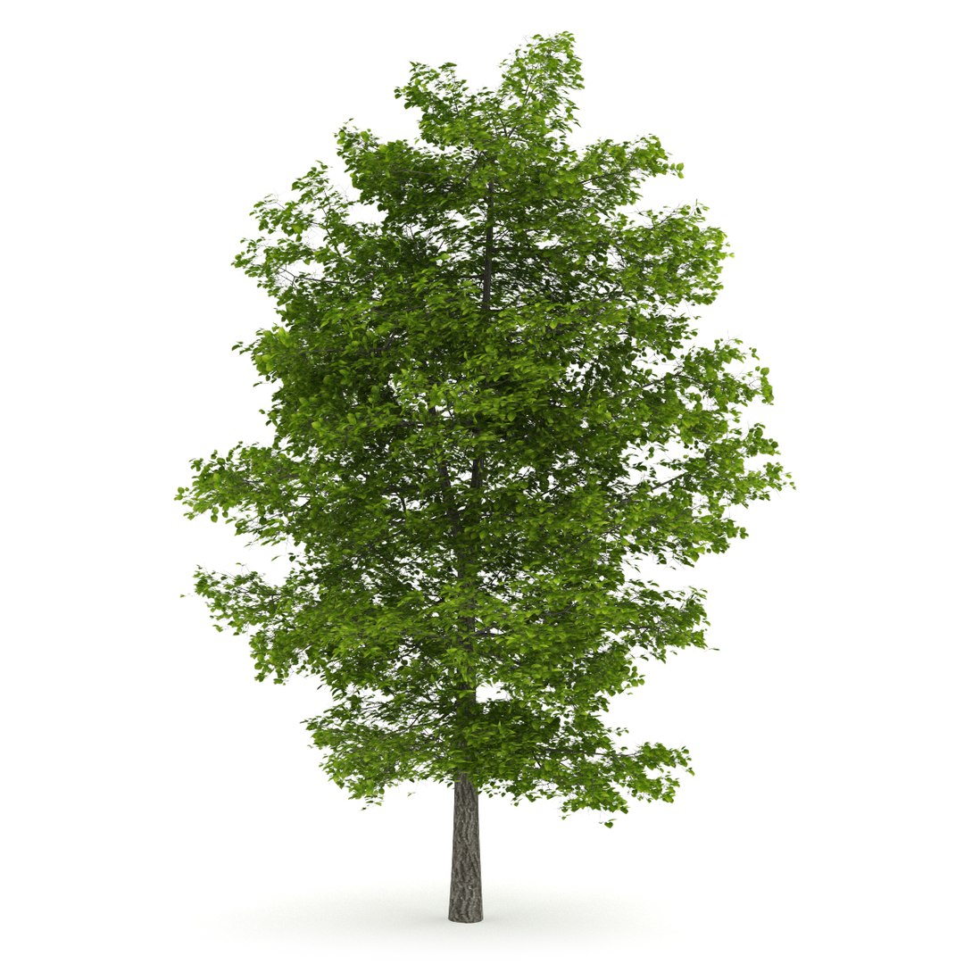 3d volume 28 trees iii model https://p.turbosquid.com/ts-thumb/l1/lkKD8o/7HkjG8tD/07a0000copy/jpg/1361026928/1920x1080/fit_q87/3a5e9ecf7504eb6e515584824f9d8d5e25c7bb13/07a0000copy.jpg
