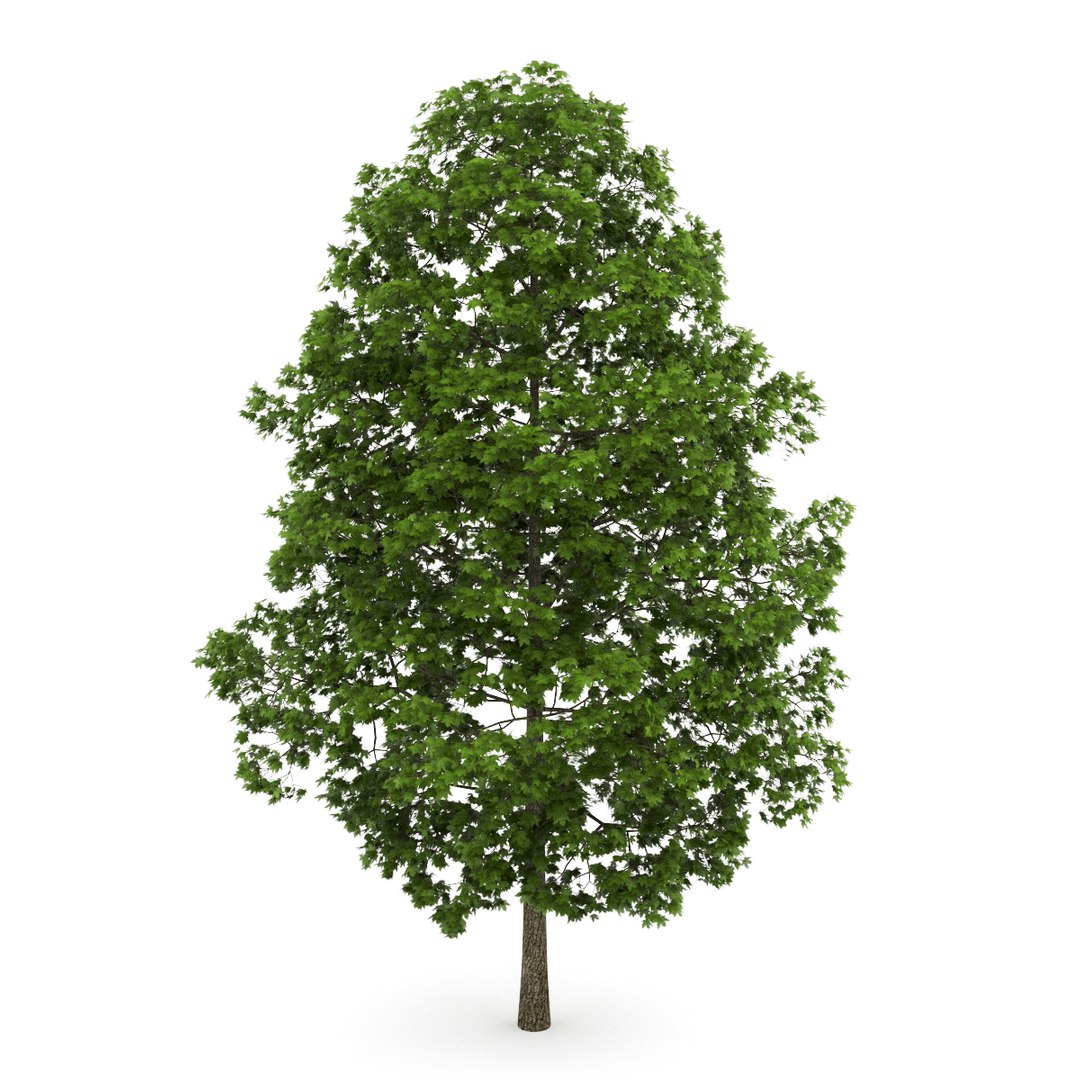 3d volume 28 trees iii model https://p.turbosquid.com/ts-thumb/l1/lkKD8o/A9dDize0/04acopy/jpg/1361026928/1920x1080/fit_q87/806545f100cb350e47480436ef4604e4a6c5e435/04acopy.jpg