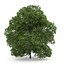 CGAxis Models Volume 28 Trees III