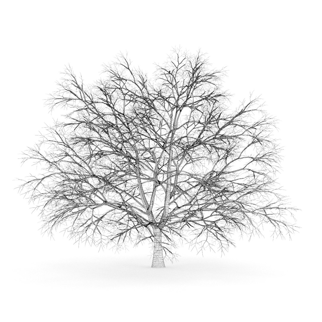 3d volume 28 trees iii model https://p.turbosquid.com/ts-thumb/l1/lkKD8o/GeKAht6F/21agrid0000copy/jpg/1361026930/1920x1080/fit_q87/a7a79bc6e865bfdaca3f0b2f03734cbcfc23b546/21agrid0000copy.jpg