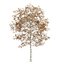 CGAxis Models Volume 28 Trees III