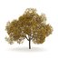 CGAxis Models Volume 28 Trees III