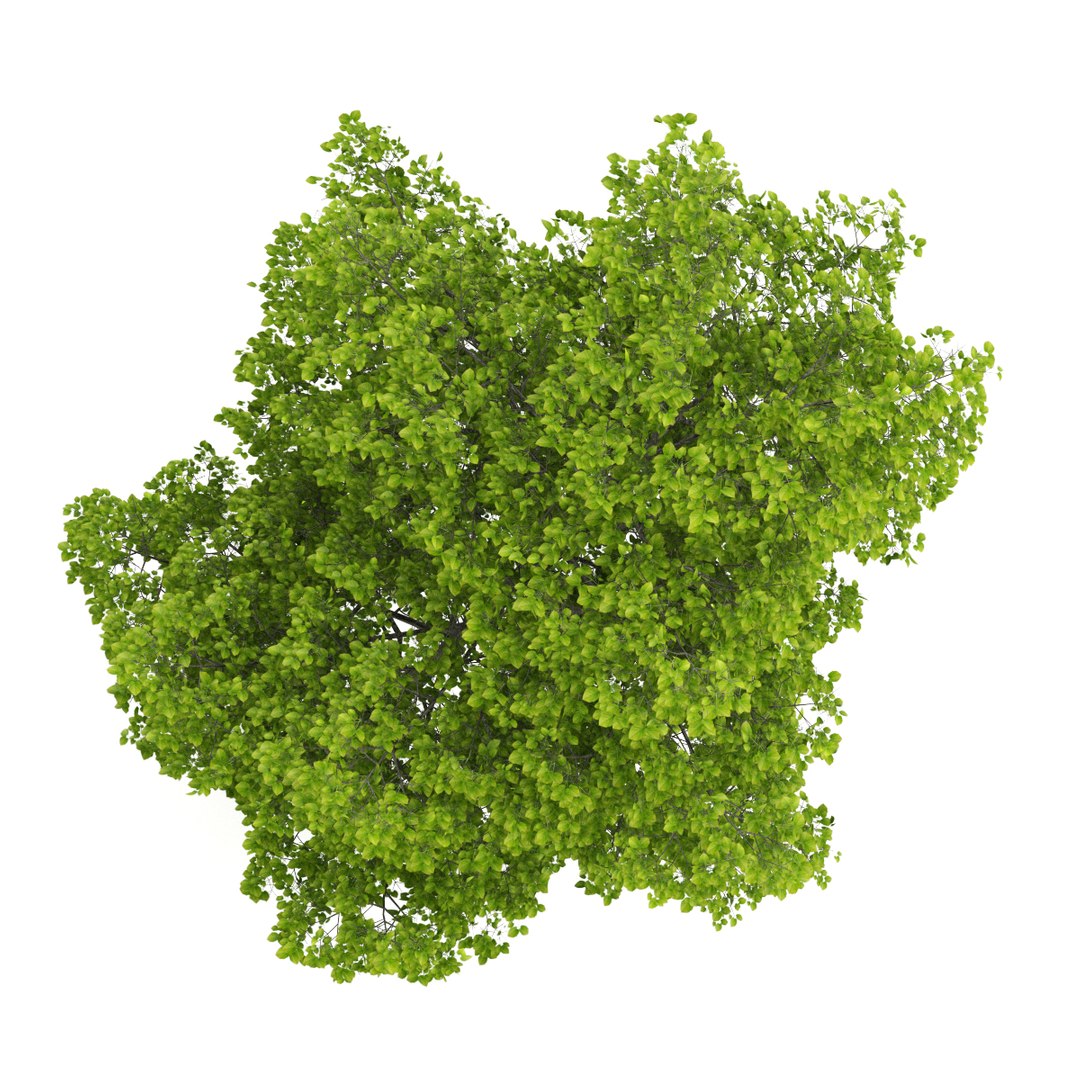 3d volume 28 trees iii model https://p.turbosquid.com/ts-thumb/l1/lkKD8o/W0PAduP9/10b0000copy/jpg/1361026929/1920x1080/fit_q87/46ae759287be00b63879111129ee4a2f77c29e7a/10b0000copy.jpg