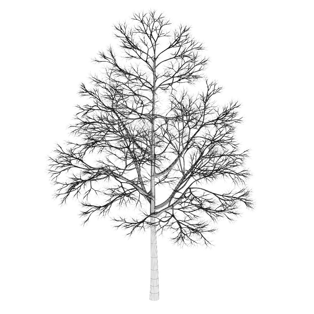 3d volume 28 trees iii model https://p.turbosquid.com/ts-thumb/l1/lkKD8o/WN5JHOiR/03agridcopy/jpg/1361026928/1920x1080/fit_q87/263cb94f3f51358ddef46cba36c285ea09859b37/03agridcopy.jpg