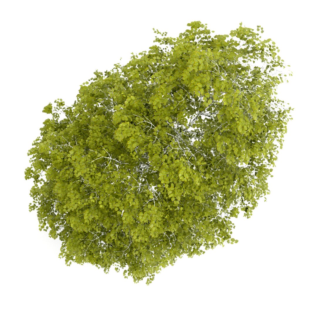 3d volume 28 trees iii model https://p.turbosquid.com/ts-thumb/l1/lkKD8o/bli2rv96/13b0000copy/jpg/1361026929/1920x1080/fit_q87/ee01e015260c92f52de7678d0e85da7f954127c7/13b0000copy.jpg
