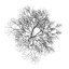 CGAxis Models Volume 28 Trees III