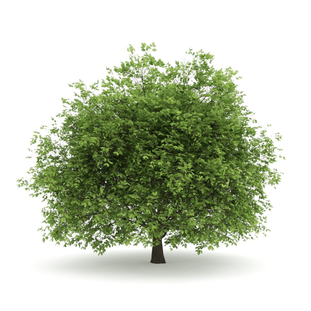 3d volume 28 trees iii model https://p.turbosquid.com/ts-thumb/l1/lkKD8o/fQeqFeS6/25a0000copy/jpg/1361026931/1920x1080/fit_q87/1a8a5c9ec2f8d325f9543702ea6b01f7a8e3b4a4/25a0000copy.jpg