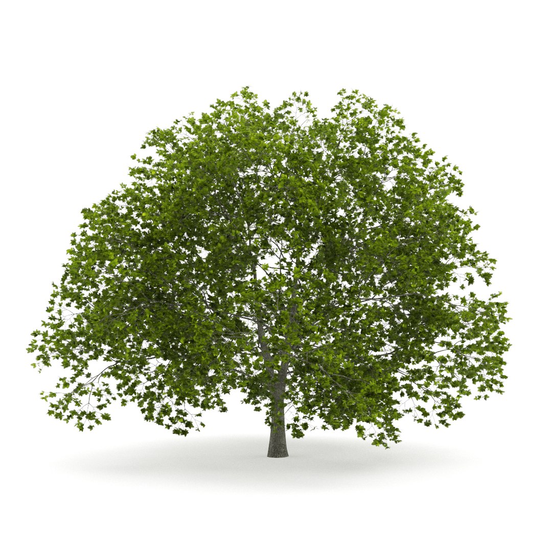 3d volume 28 trees iii model https://p.turbosquid.com/ts-thumb/l1/lkKD8o/gxzFJIEr/19a0000copy/jpg/1361026930/1920x1080/fit_q87/b946a7538f2d794c6a7d5aecaed2d5ee58091654/19a0000copy.jpg