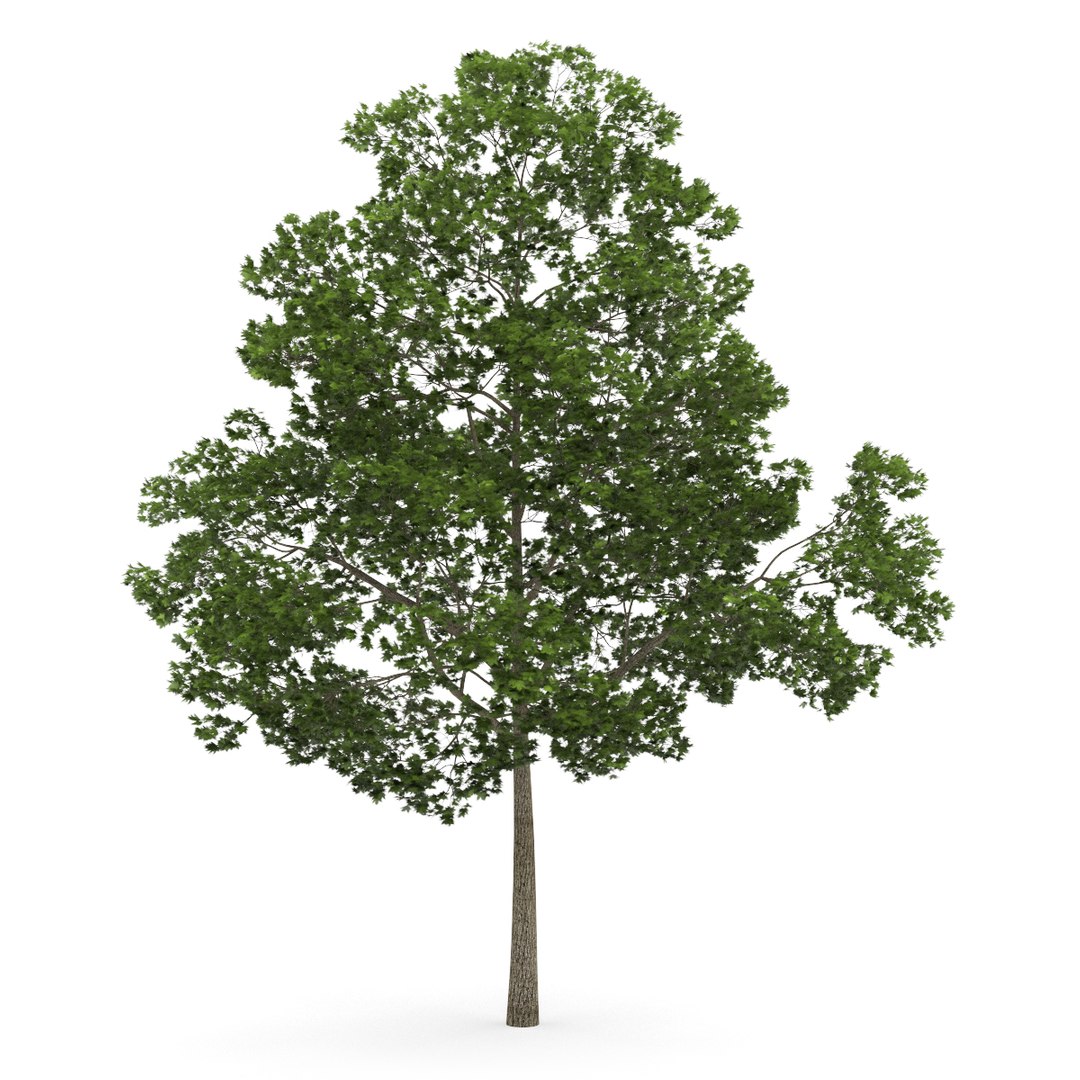 3d volume 28 trees iii model https://p.turbosquid.com/ts-thumb/l1/lkKD8o/nCODE7ld/01a0000copy/jpg/1361026928/1920x1080/fit_q87/aeeffafb27d77e94dcdf785d7caada3c032d7d02/01a0000copy.jpg