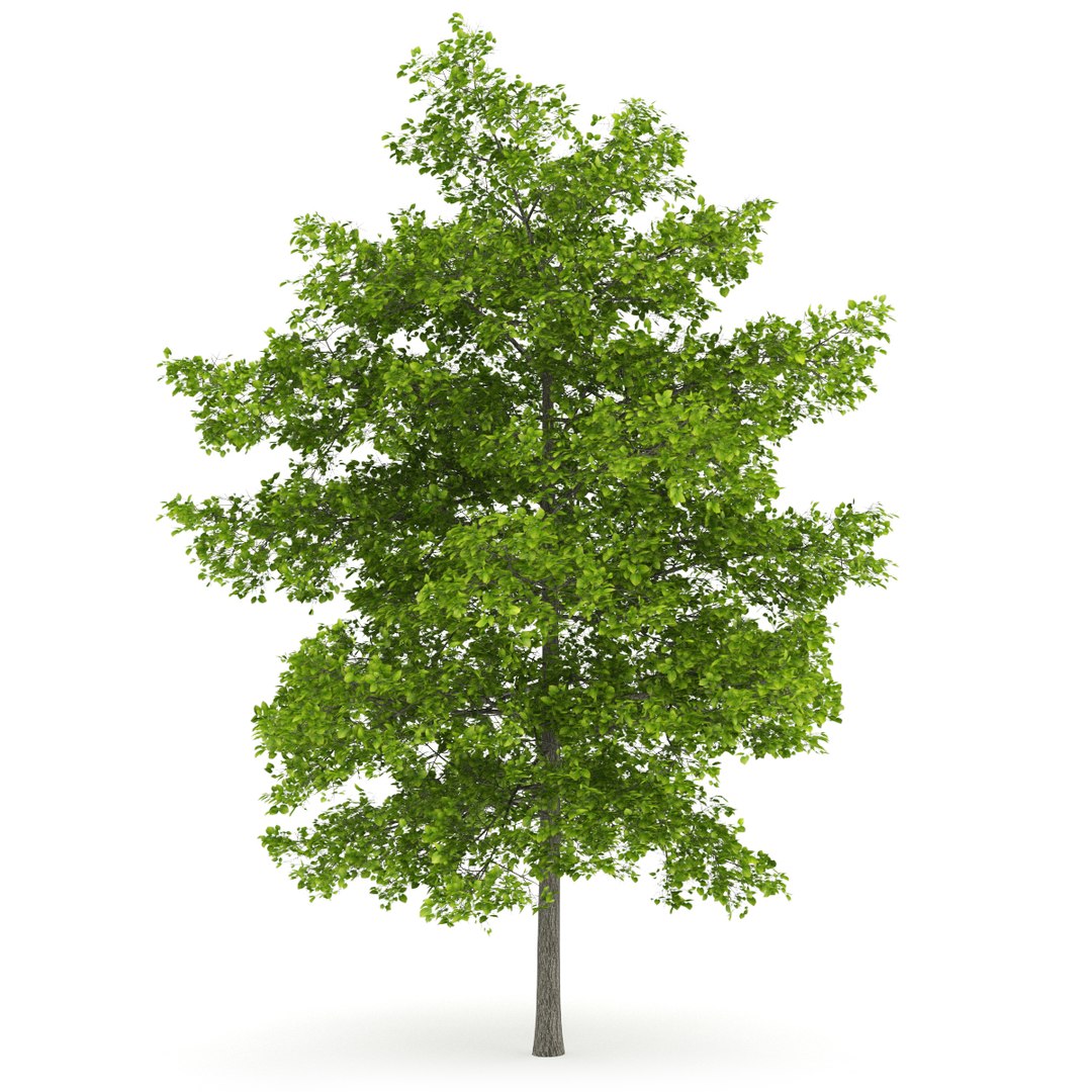 3d volume 28 trees iii model https://p.turbosquid.com/ts-thumb/l1/lkKD8o/o4LQG8pL/10a0000copy/jpg/1361026929/1920x1080/fit_q87/e7fe57fdf99629b4bc310c8f4645fc80688143fc/10a0000copy.jpg