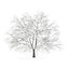 CGAxis Models Volume 28 Trees III