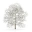 CGAxis Models Volume 28 Trees III