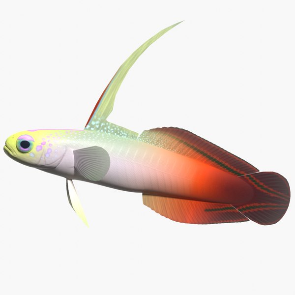 Coral Fish glTF Models for Download | TurboSquid
