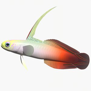 Fire goby