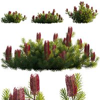 Grow FX - Banksia spinulosa - Hairpin Banksia 03