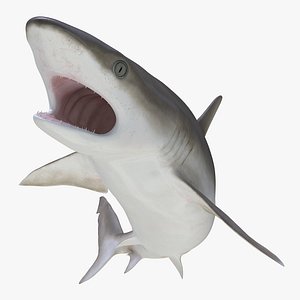 blacknose shark rigged max