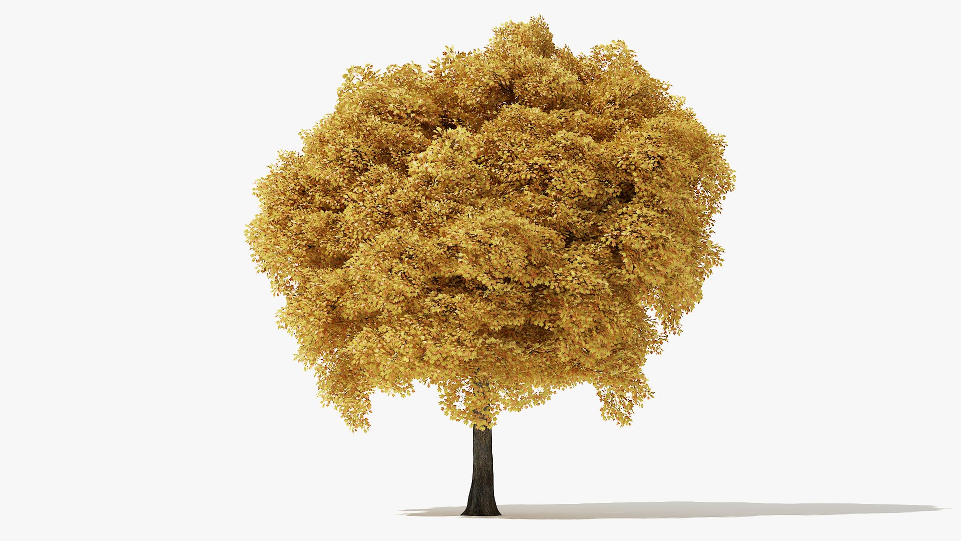 3D autumn norway maple tree https://p.turbosquid.com/ts-thumb/l2/FNmOd5/001HCERd/14_meter_autumn_norway_maple_turntable_000011/jpg/1575404138/1920x1080/fit_q87/6109dc8da7ccd1050702502c3424248e386043a7/14_meter_autumn_norway_maple_turntable_000011.jpg