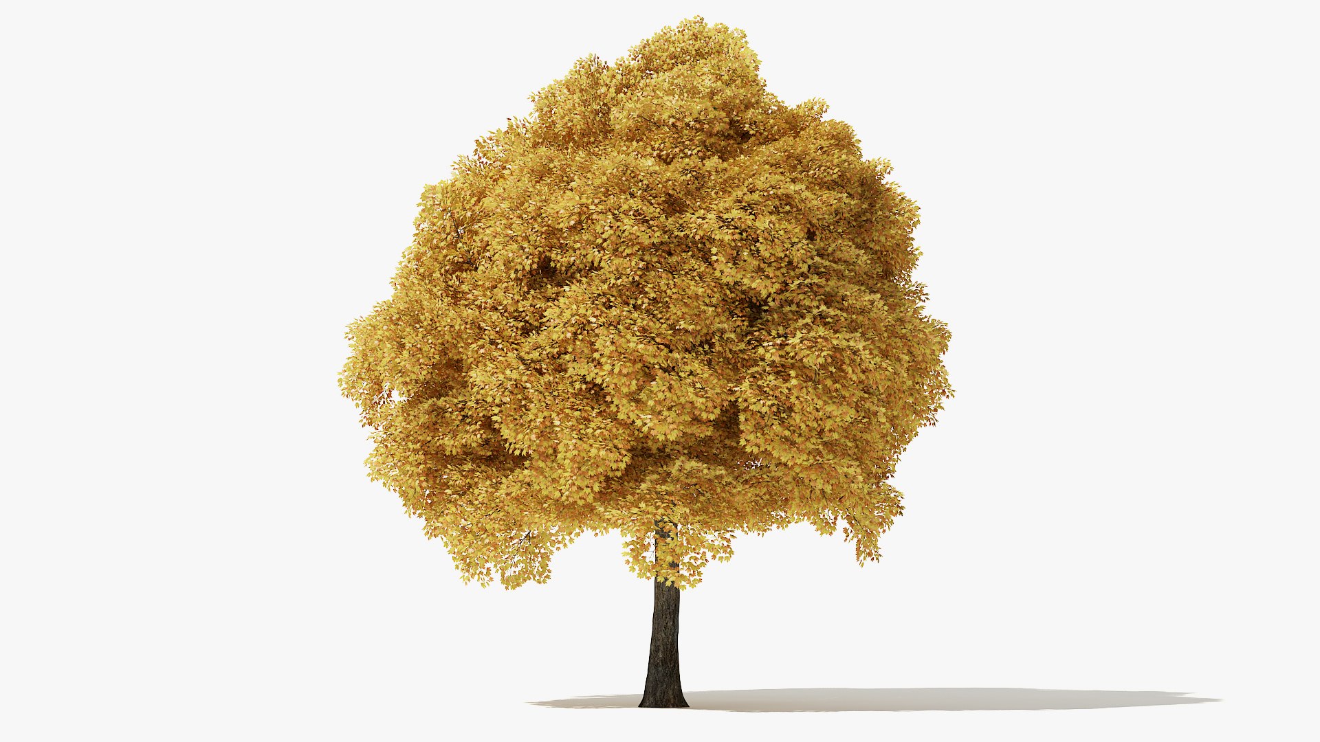 3D autumn norway maple tree https://p.turbosquid.com/ts-thumb/l2/FNmOd5/6W4CneWi/14_meter_autumn_norway_maple_turntable_000008/jpg/1575404138/1920x1080/fit_q87/45a2ed600ce66f1517ff9ae560626cf503c5ab35/14_meter_autumn_norway_maple_turntable_000008.jpg